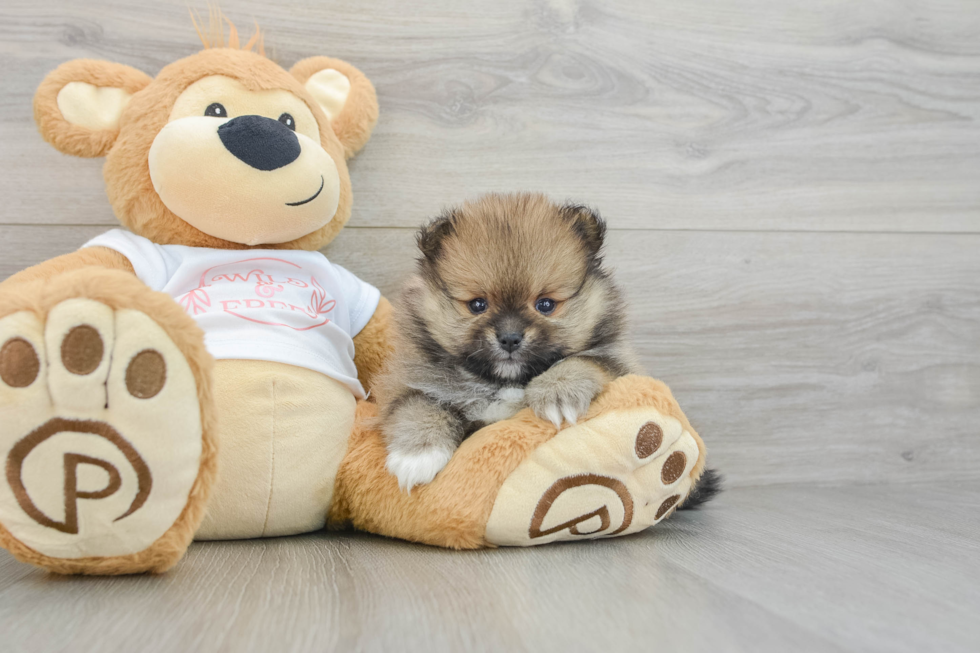 Pomeranian Puppy for Adoption