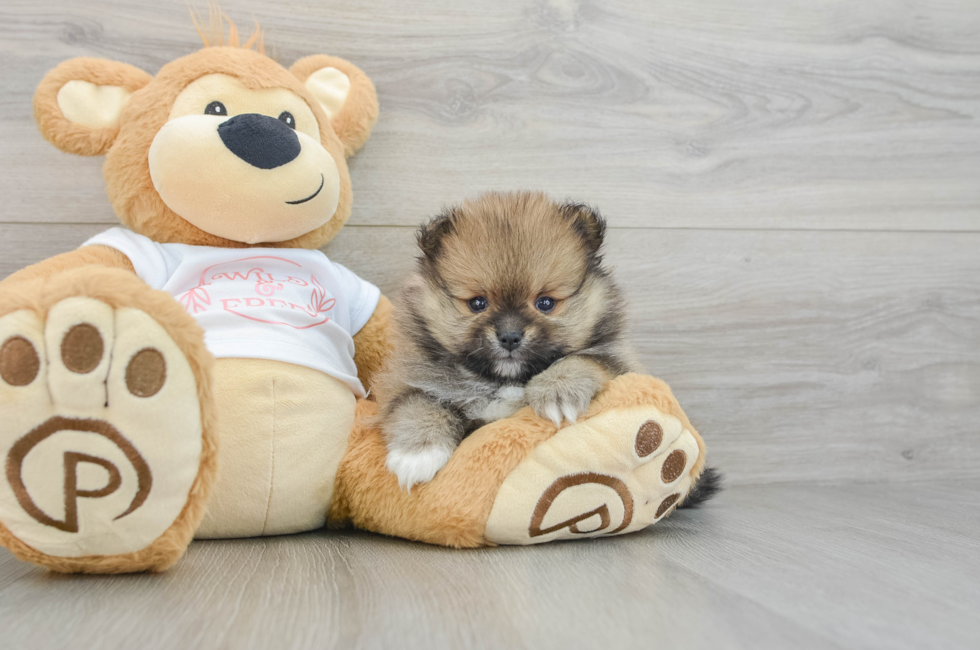 6 week old Pomeranian Puppy For Sale - Simply Southern Pups