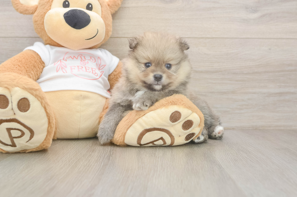 5 week old Pomeranian Puppy For Sale - Simply Southern Pups