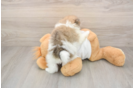 Pomeranian Pup Being Cute