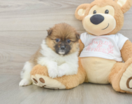7 week old Pomeranian Puppy For Sale - Simply Southern Pups
