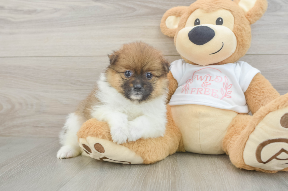 5 week old Pomeranian Puppy For Sale - Simply Southern Pups