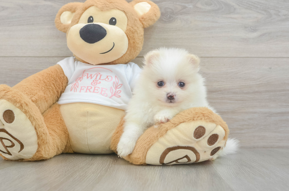 5 week old Pomeranian Puppy For Sale - Simply Southern Pups