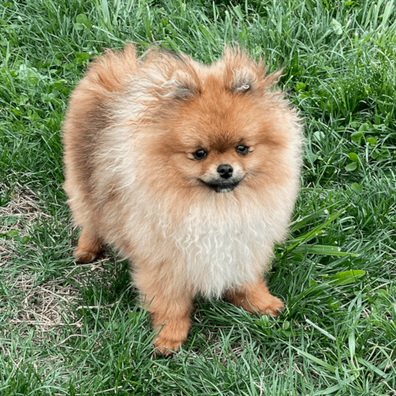 Pomeranian Puppies For Sale - Simply Southern Pups