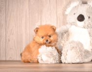 6 week old Pomeranian Puppy For Sale - Simply Southern Pups