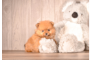 Pomeranian Pup Being Cute