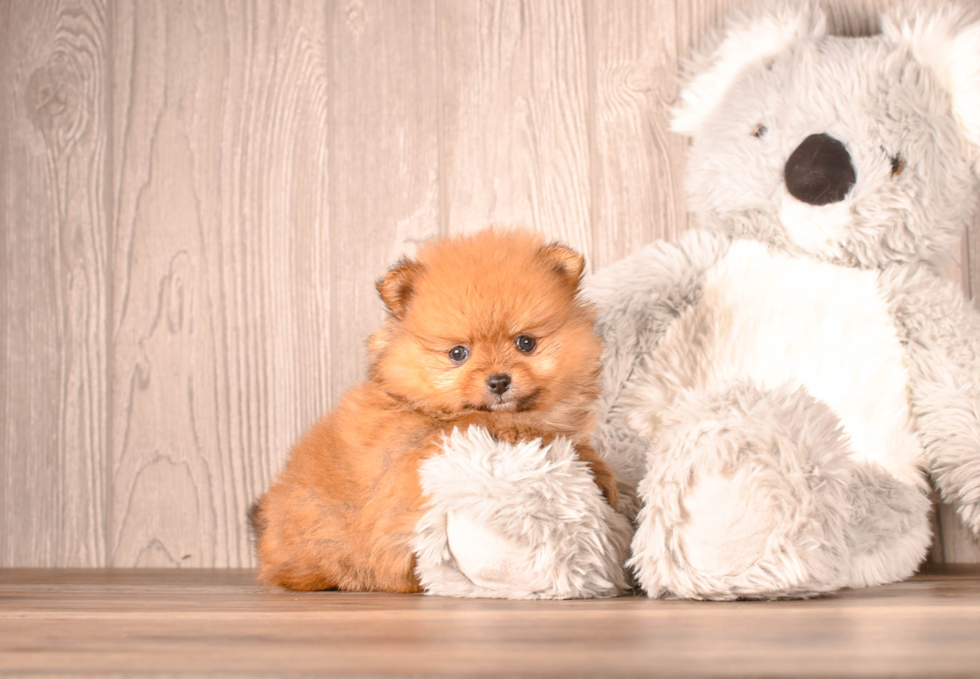 Pomeranian Pup Being Cute