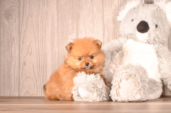 Pomeranian Pup Being Cute
