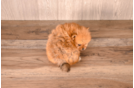 Pomeranian Puppy for Adoption
