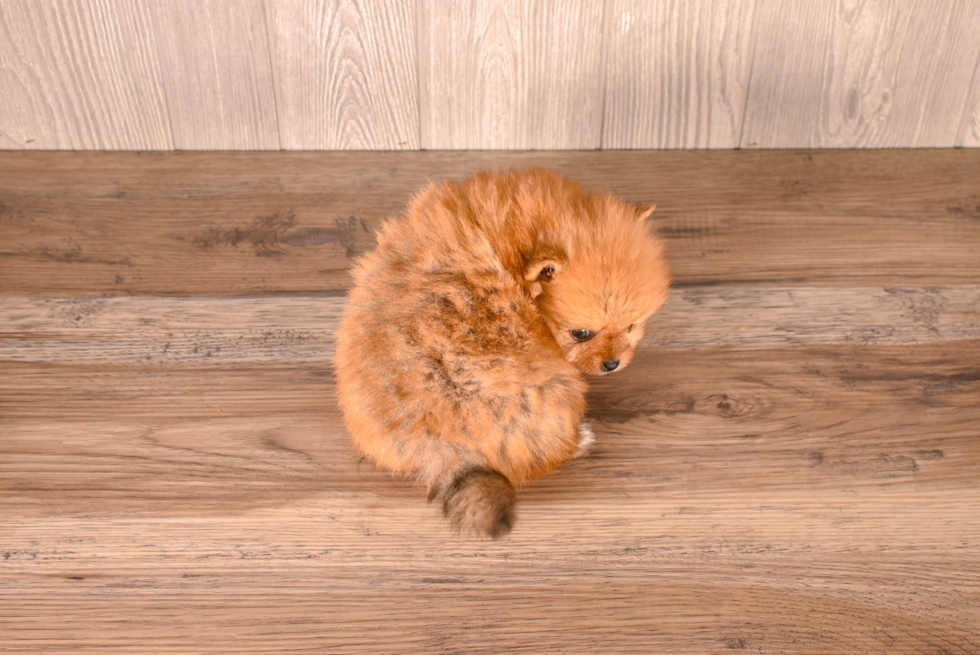 Pomeranian Puppy for Adoption