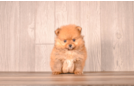 Pomeranian Pup Being Cute