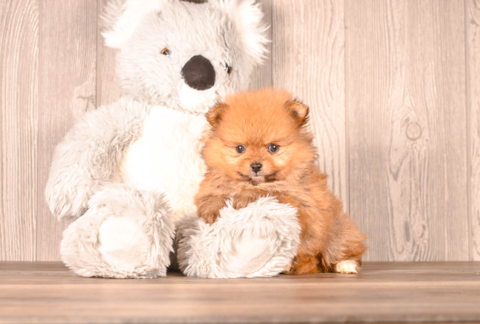 Cute Pomeranian Baby
