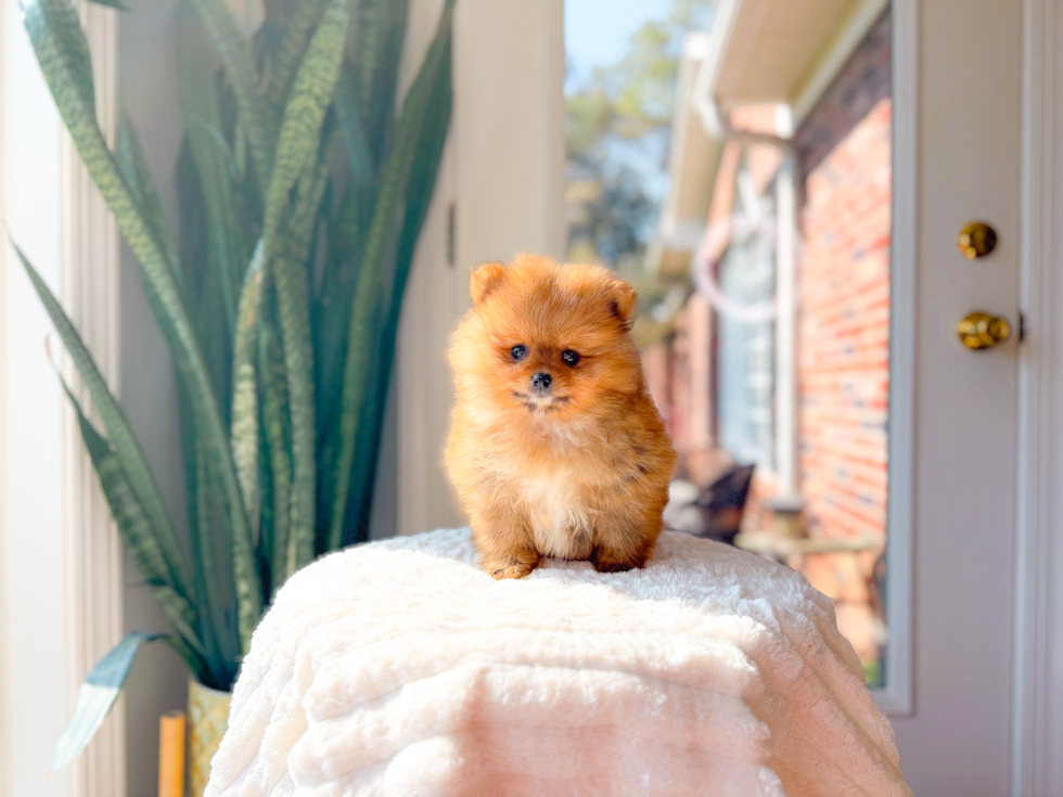 Cute Deutscher Spitz Purebred Puppy