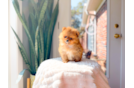 Pomeranian Puppy for Adoption