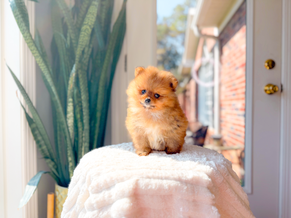 Pomeranian Puppy for Adoption