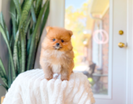 8 week old Pomeranian Puppy For Sale - Simply Southern Pups