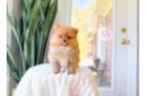 Pomeranian Pup Being Cute