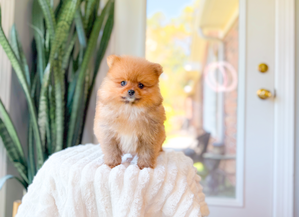 Pomeranian Pup Being Cute