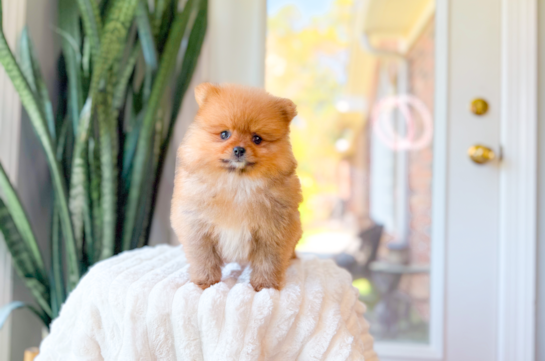 Pomeranian Pup Being Cute