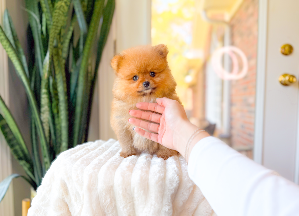 Cute Pomeranian Purebred Pup