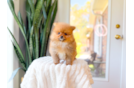 Pomeranian Puppy for Adoption