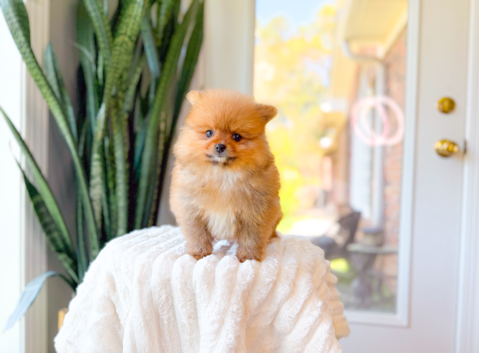 Pomeranian Puppy for Adoption