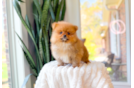 Cute Pomeranian Purebred Pup