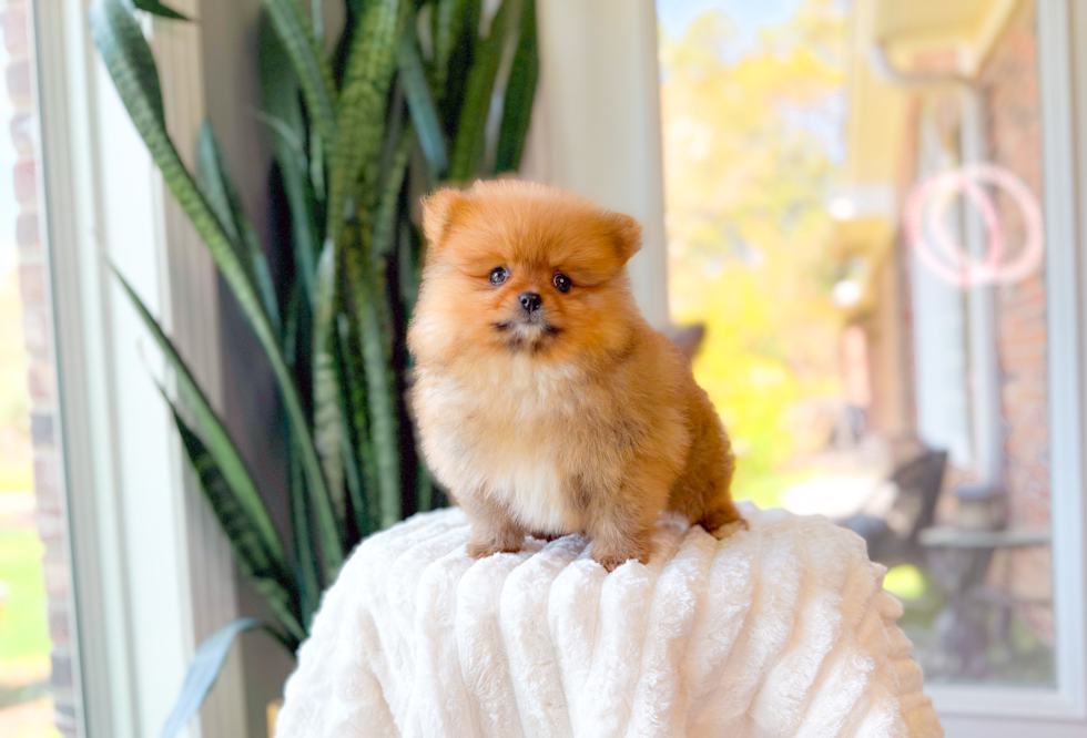 Cute Pomeranian Purebred Pup