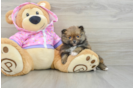 Pomeranian Puppy for Adoption