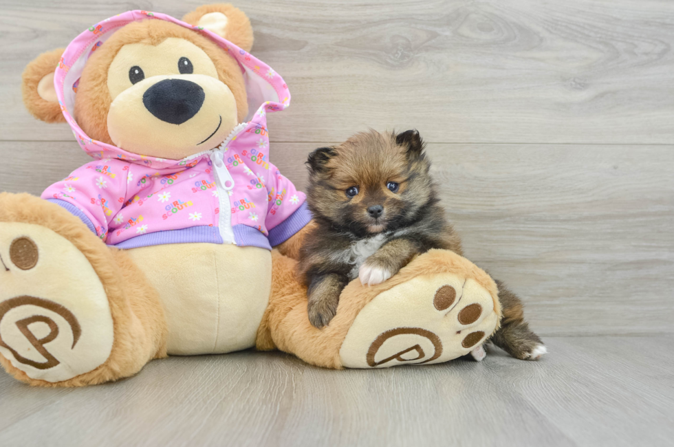 5 week old Pomeranian Puppy For Sale - Simply Southern Pups