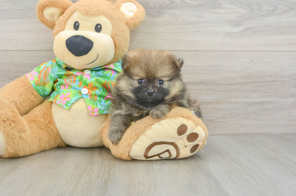 6 week old Pomeranian Puppy For Sale - Simply Southern Pups