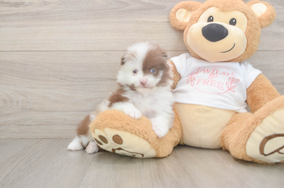 5 week old Pomeranian Puppy For Sale - Simply Southern Pups
