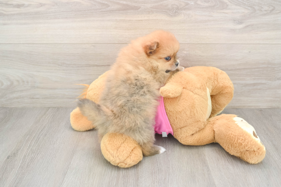Hypoallergenic Pomeranian Purebred Pup