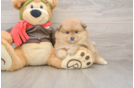 Pomeranian Puppy for Adoption