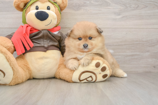 Pomeranian Puppy for Adoption
