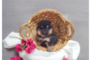 Best Pomeranian Baby