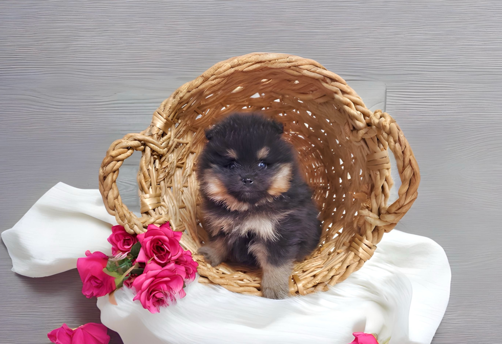 Best Pomeranian Baby