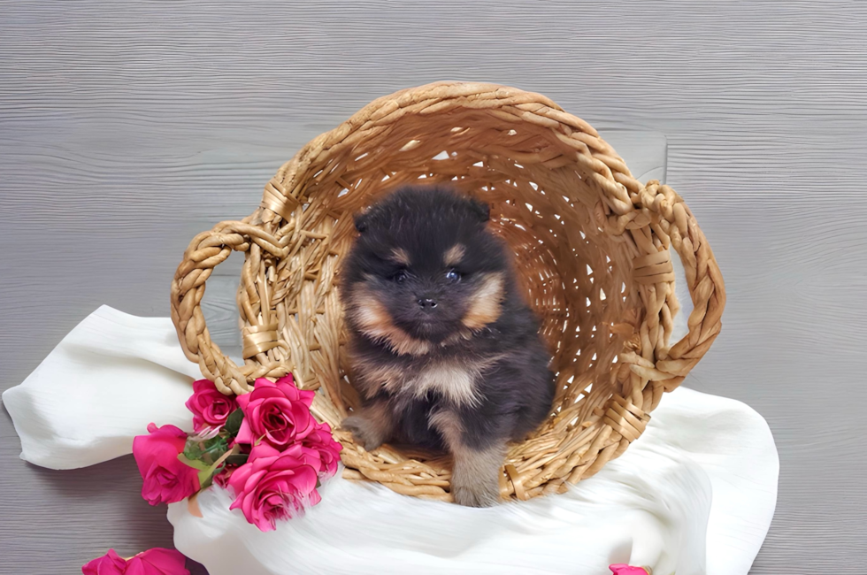 6 week old Pomeranian Puppy For Sale - Simply Southern Pups