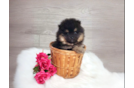 Cute Pomeranian Purebred Pup