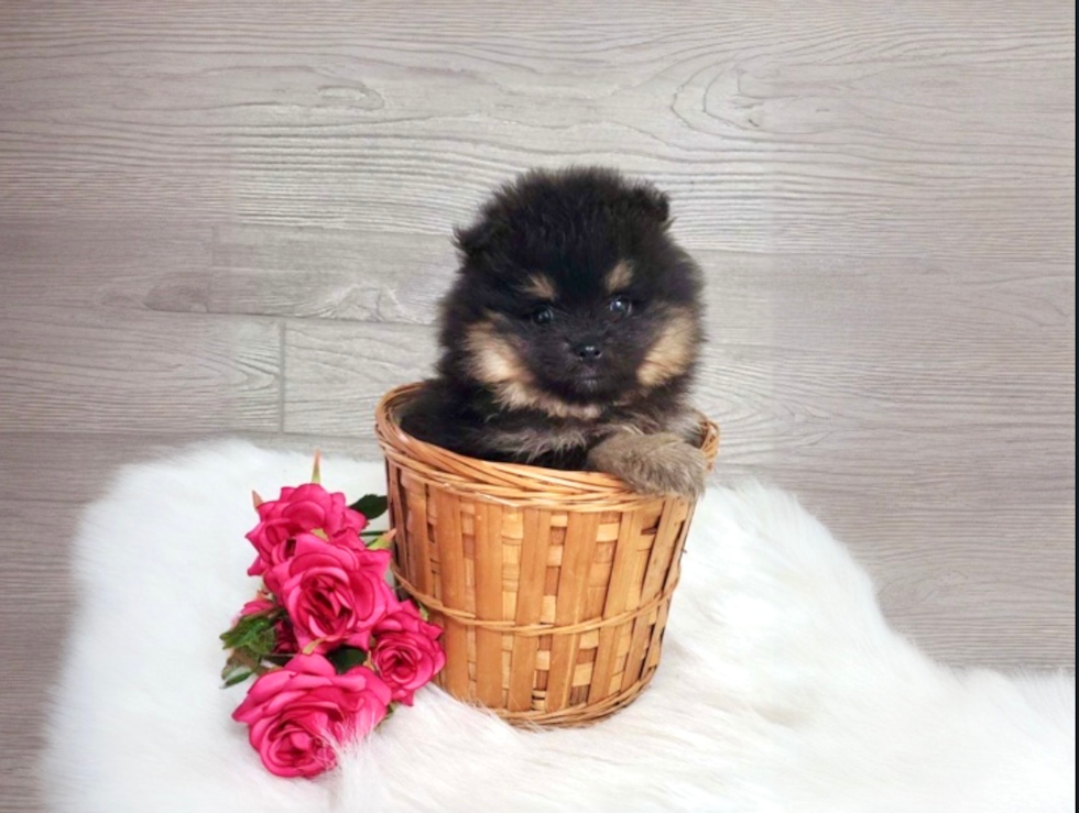 Cute Pomeranian Purebred Pup