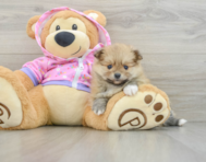 9 week old Pomeranian Puppy For Sale - Simply Southern Pups