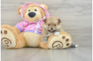 Pomeranian Puppy for Adoption