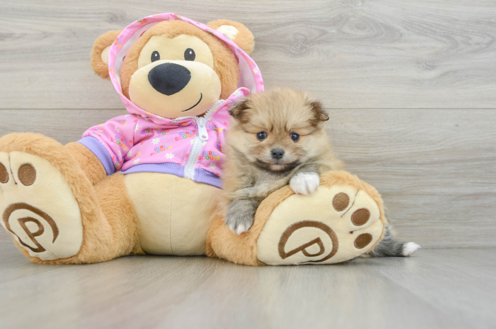 5 week old Pomeranian Puppy For Sale - Simply Southern Pups