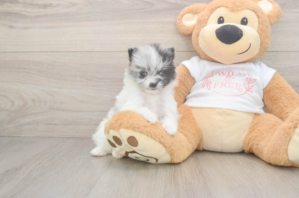 5 week old Pomeranian Puppy For Sale - Simply Southern Pups