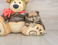 8 week old Pomeranian Puppy For Sale - Simply Southern Pups