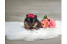 Cute Deutscher Spitz Purebred Puppy