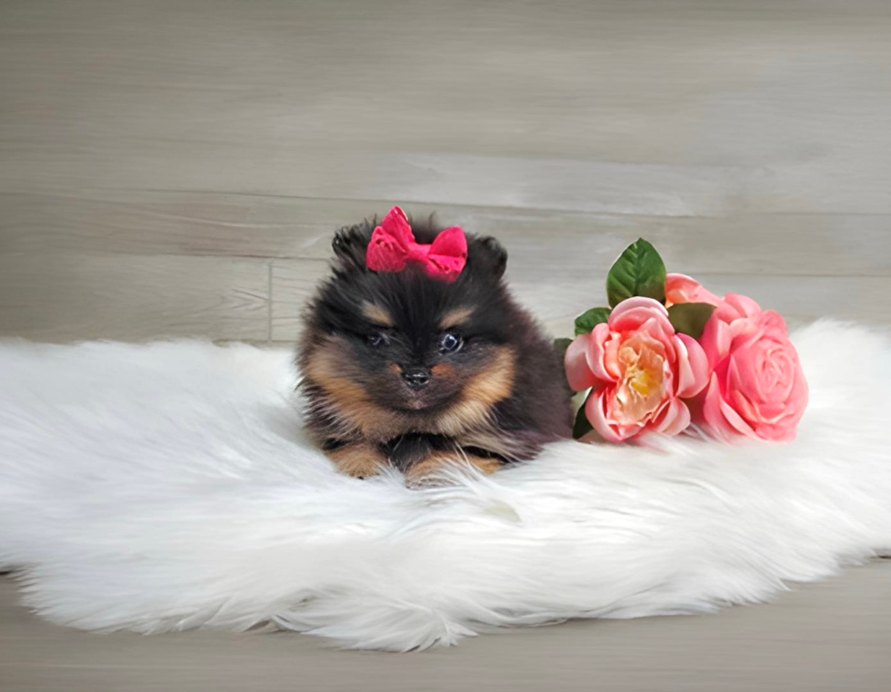 Cute Deutscher Spitz Purebred Puppy