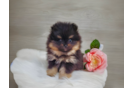 Cute Swergspitz Purebred Puppy