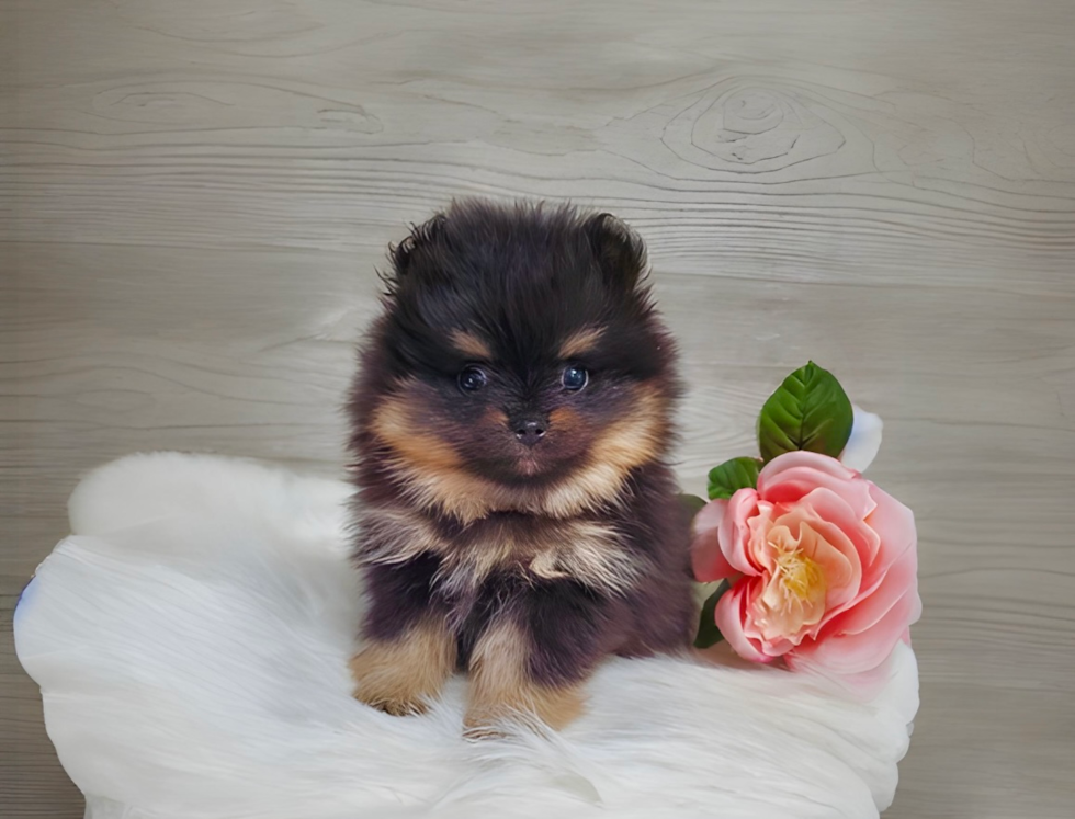 Cute Swergspitz Purebred Puppy