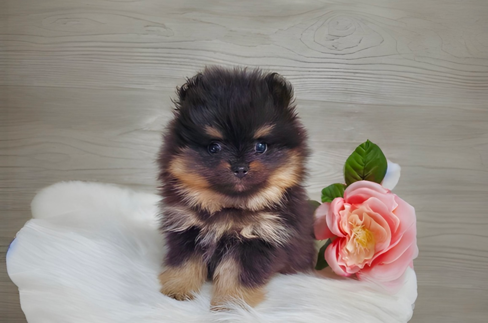 6 week old Pomeranian Puppy For Sale - Simply Southern Pups
